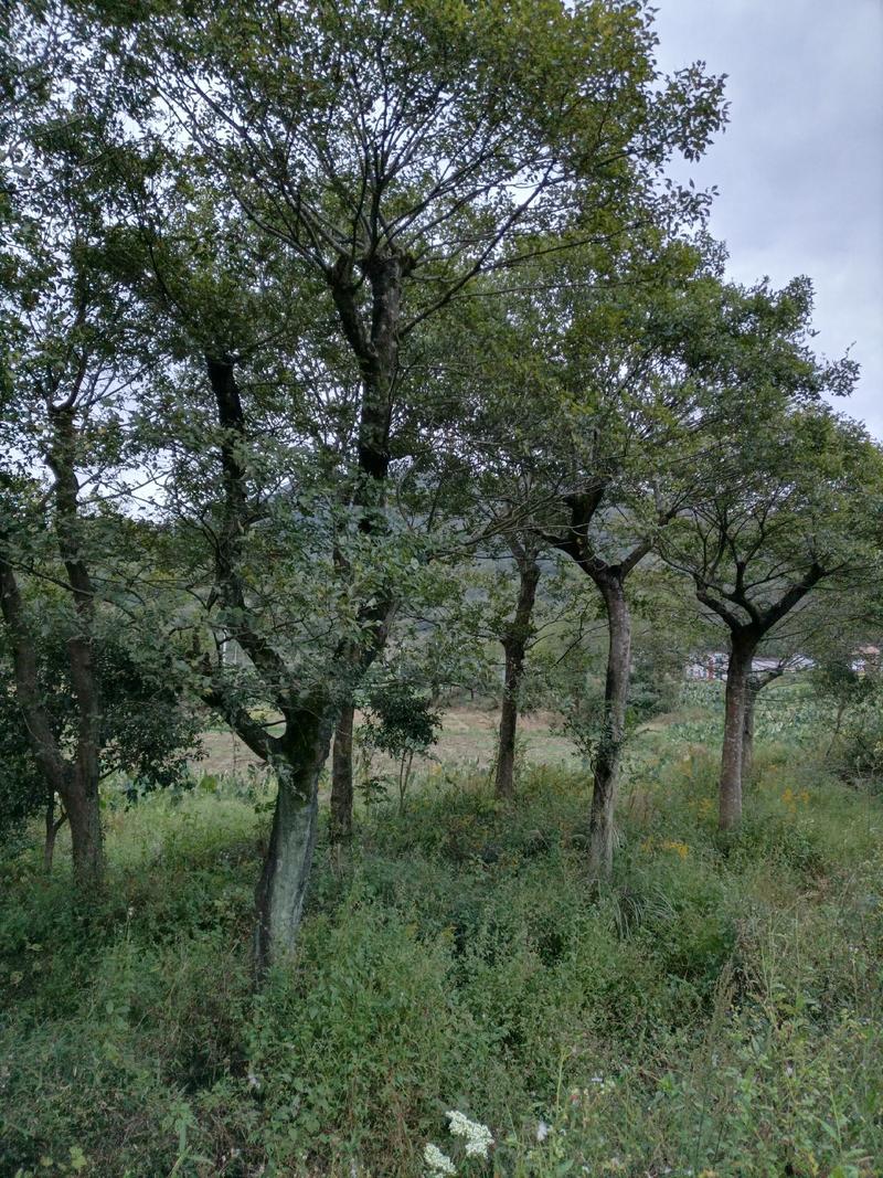 天然野生沙朴树15～30公分