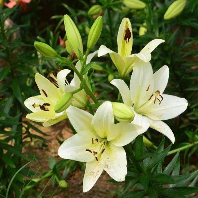 香水百合种球带芽进口精品大球四季室内外种植花卉盆栽花苗