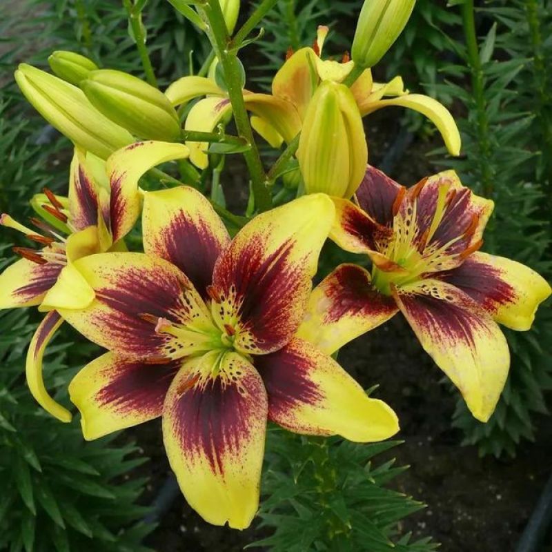 香水百合种球带芽进口精品大球四季室内外种植花卉盆栽花苗