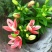 香水百合种球带芽进口精品大球四季室内外种植花卉盆栽花苗