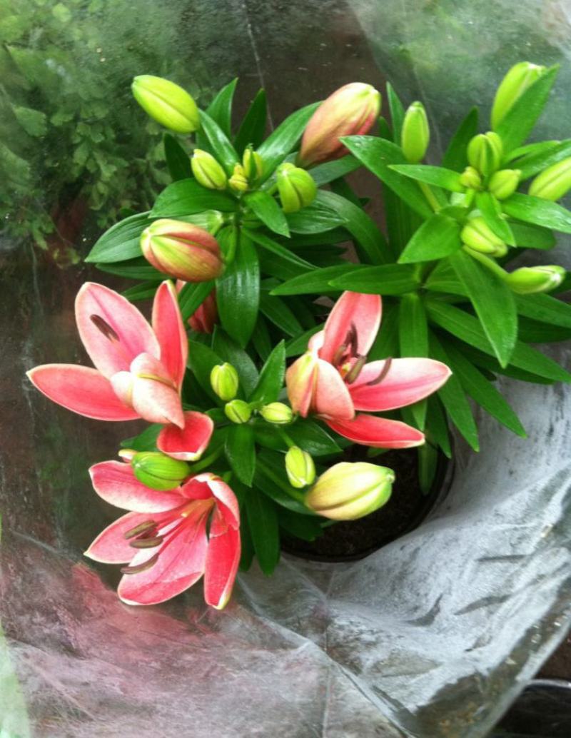香水百合种球带芽进口精品大球四季室内外种植花卉盆栽花苗