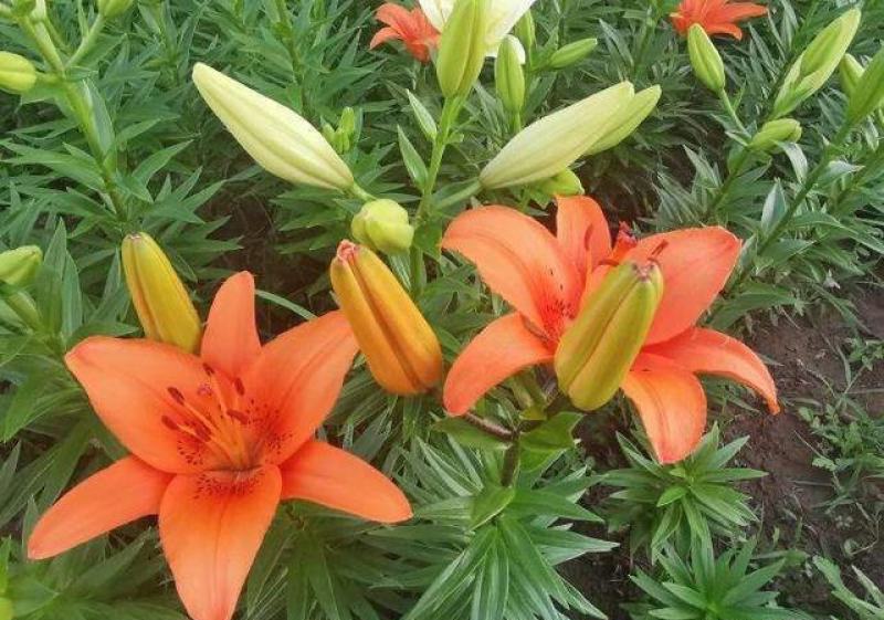 香水百合种球带芽进口精品大球四季室内外种植花卉盆栽花苗