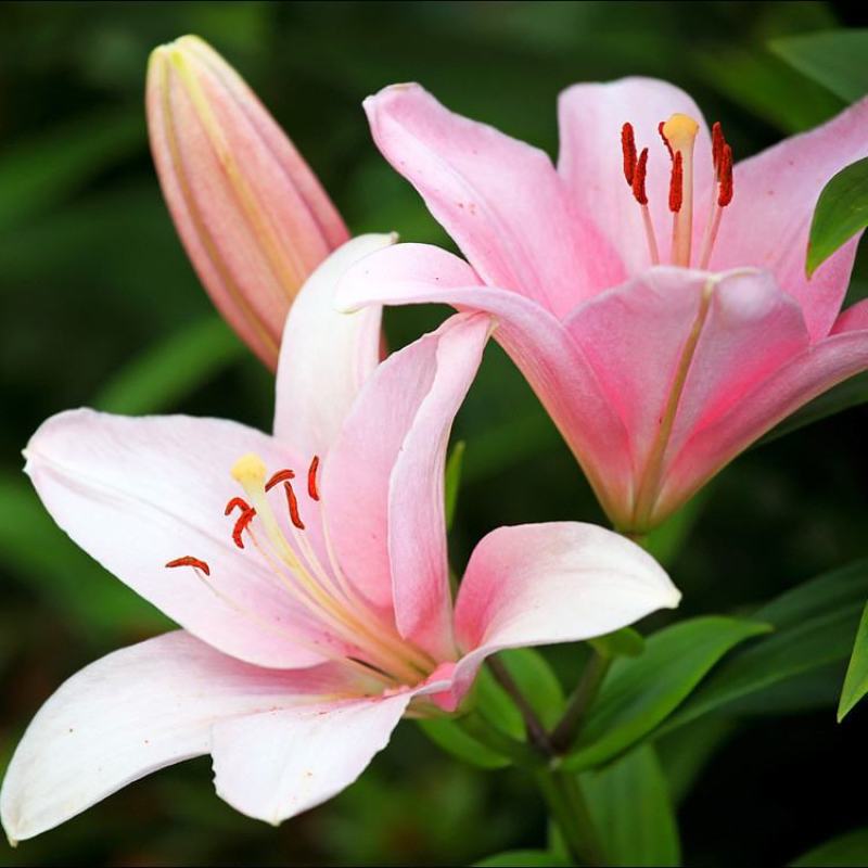 香水百合种球带芽进口精品大球四季室内外种植花卉盆栽花苗