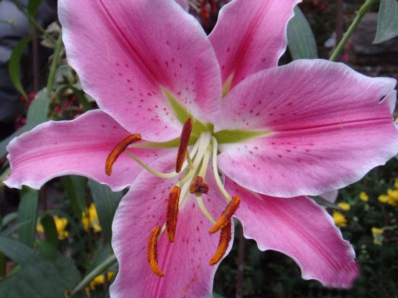 香水百合种球带芽进口精品大球四季室内外种植花卉盆栽花苗
