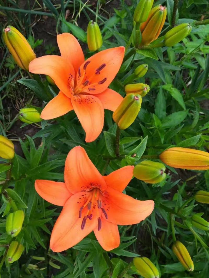 香水百合种球带芽进口精品大球四季室内外种植花卉盆栽花苗