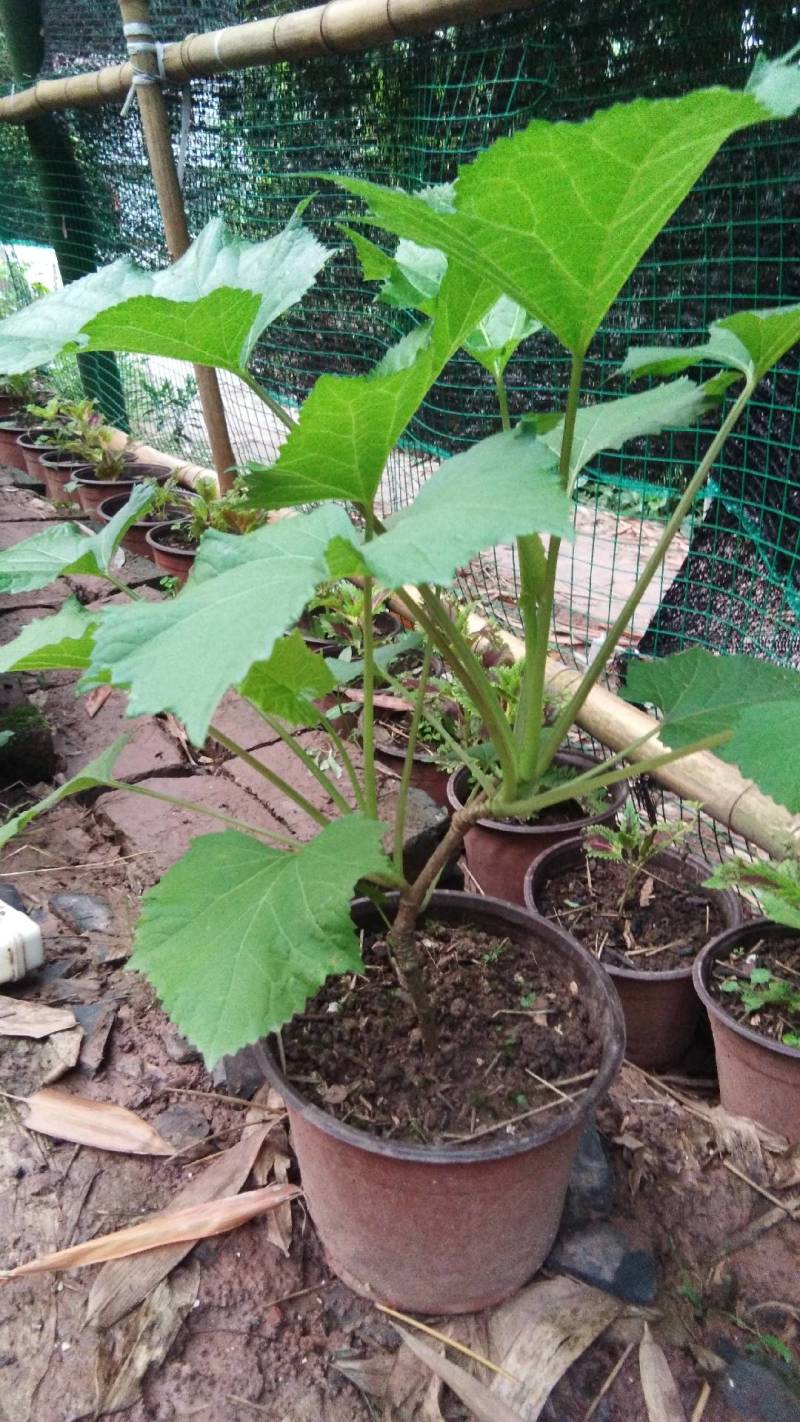 接骨丹苗【正宗骨伤主要药大叶接骨丹，叶树根的皮也可入药】