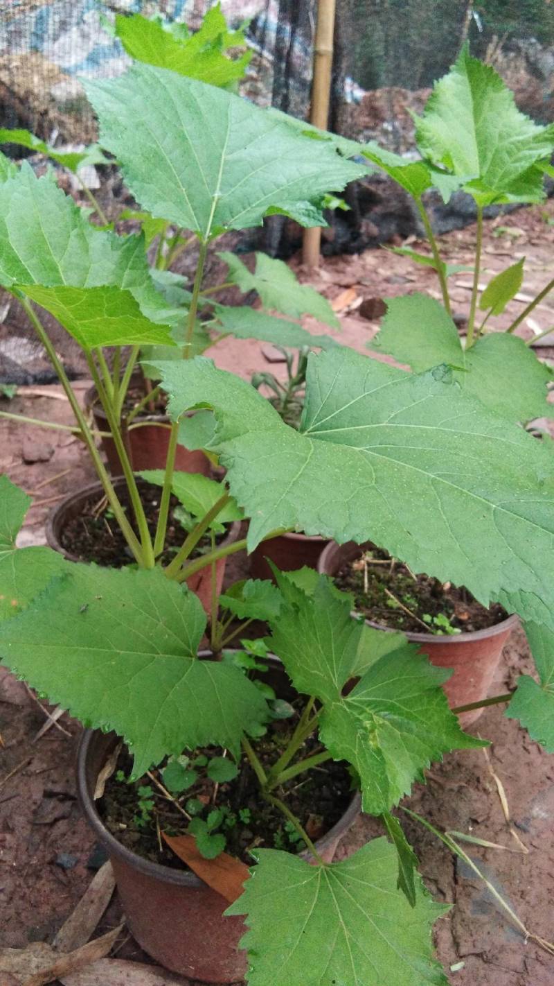 接骨丹苗【正宗骨伤主要药大叶接骨丹，叶树根的皮也可入药】