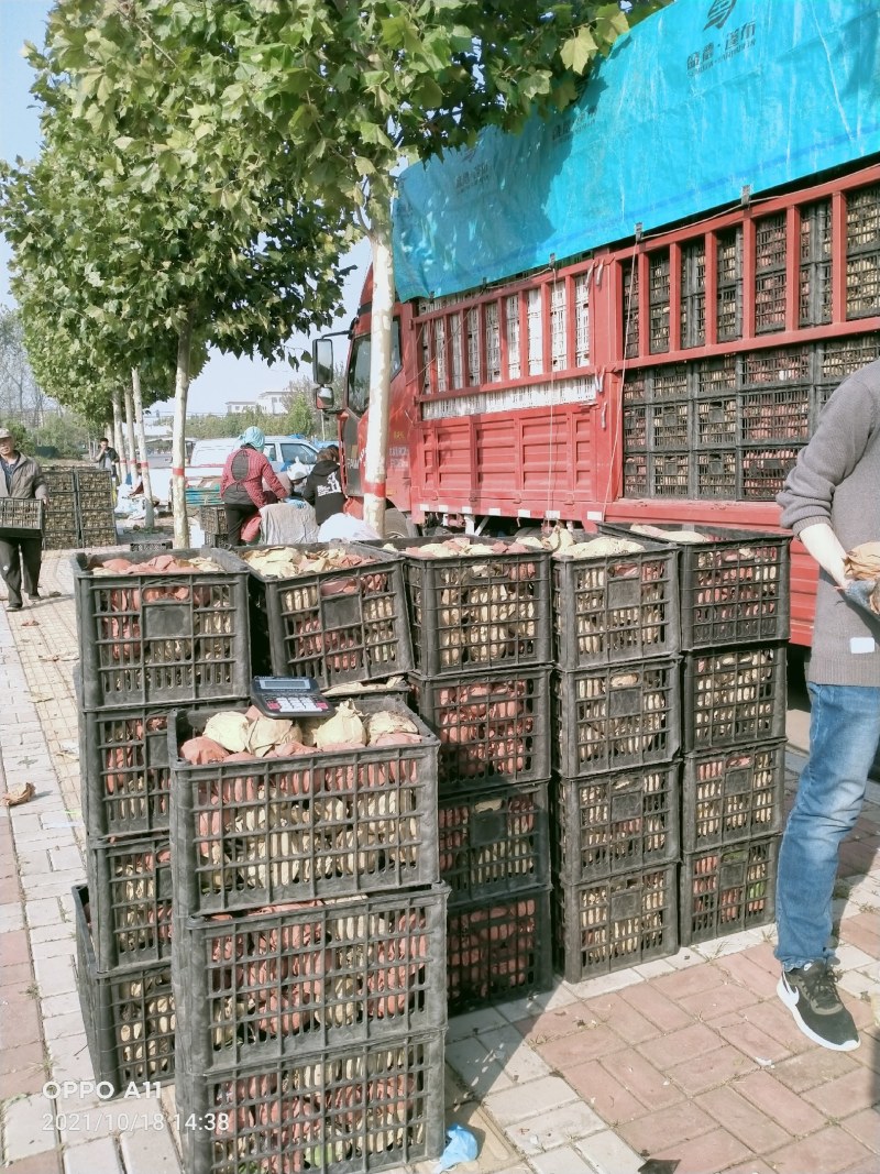 富士苹果大量供应馆陶县众康果品站欢迎新老客户前来考察收