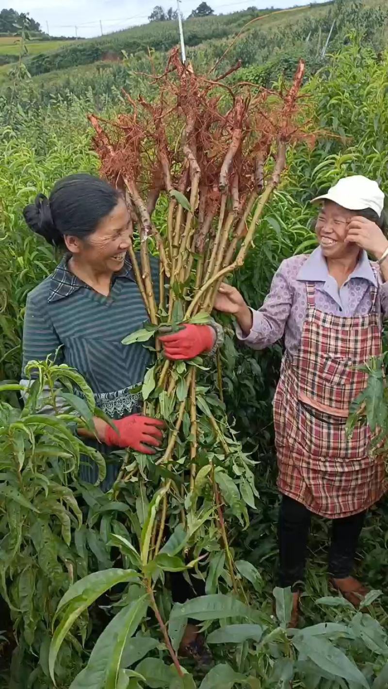 冬桃苗，丽冮雪桃苗，中油蟠7号桃苗，中油蟠13号桃苗。