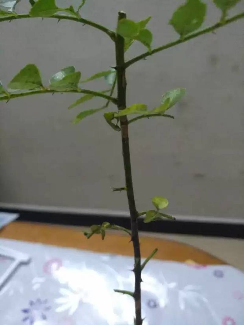 降龙木苗【传说中的古木降龙木，有爱好者可买株去栽】