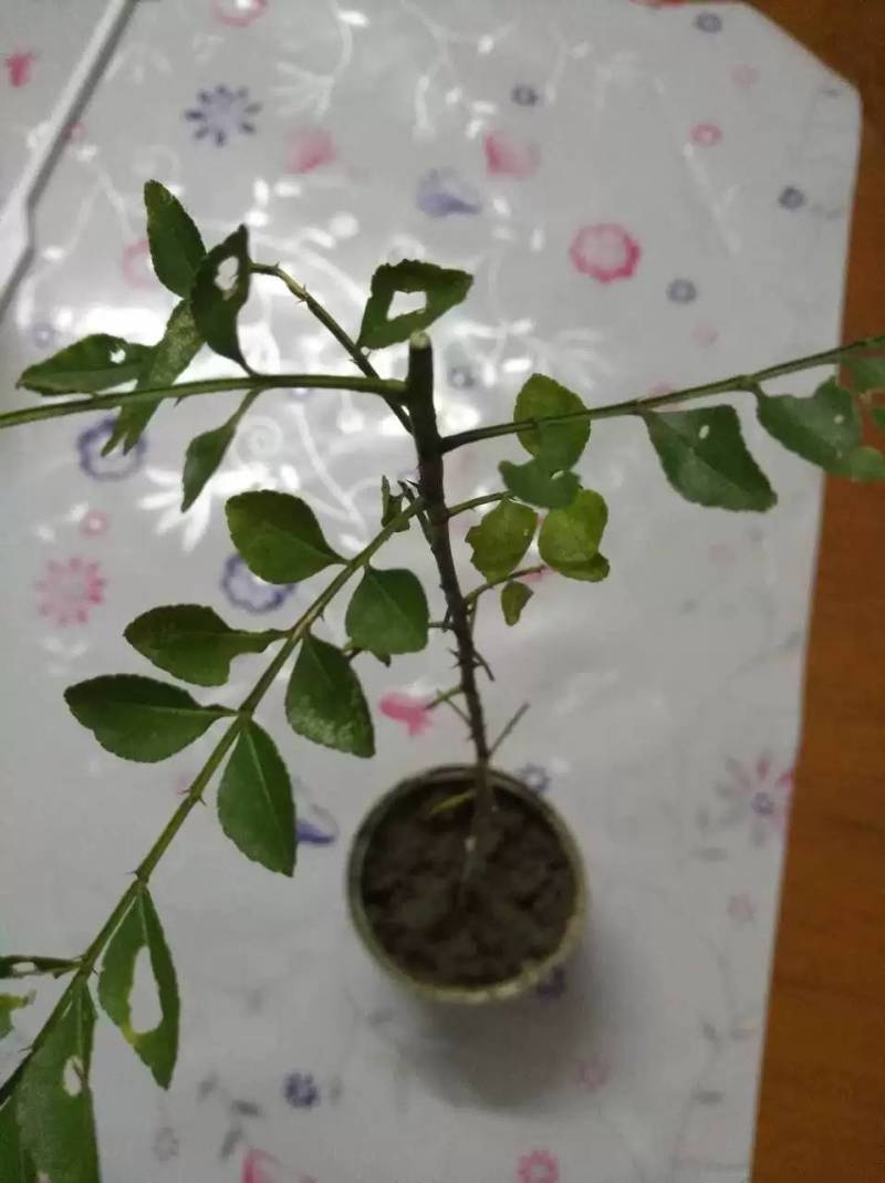 降龙木苗【传说中的古木降龙木，有爱好者可买株去栽】
