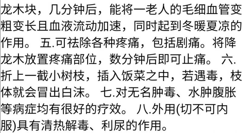 降龙木苗【传说中的古木降龙木，有爱好者可买株去栽】