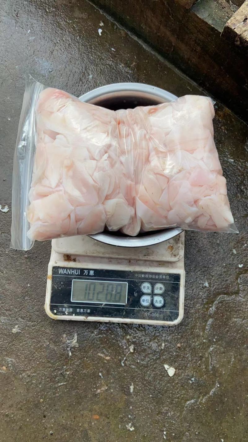 长期供应批发冻板白鲢鱼泡每包2斤装个子大干净卫生