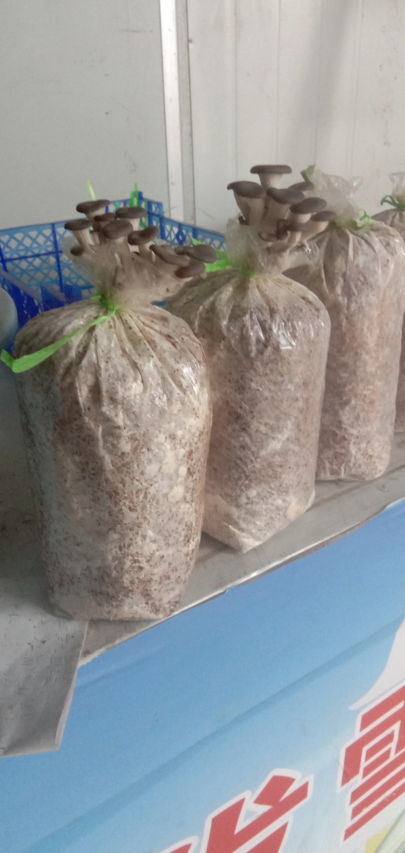 供应平菇菌种，生产剩余菌种保本销售。