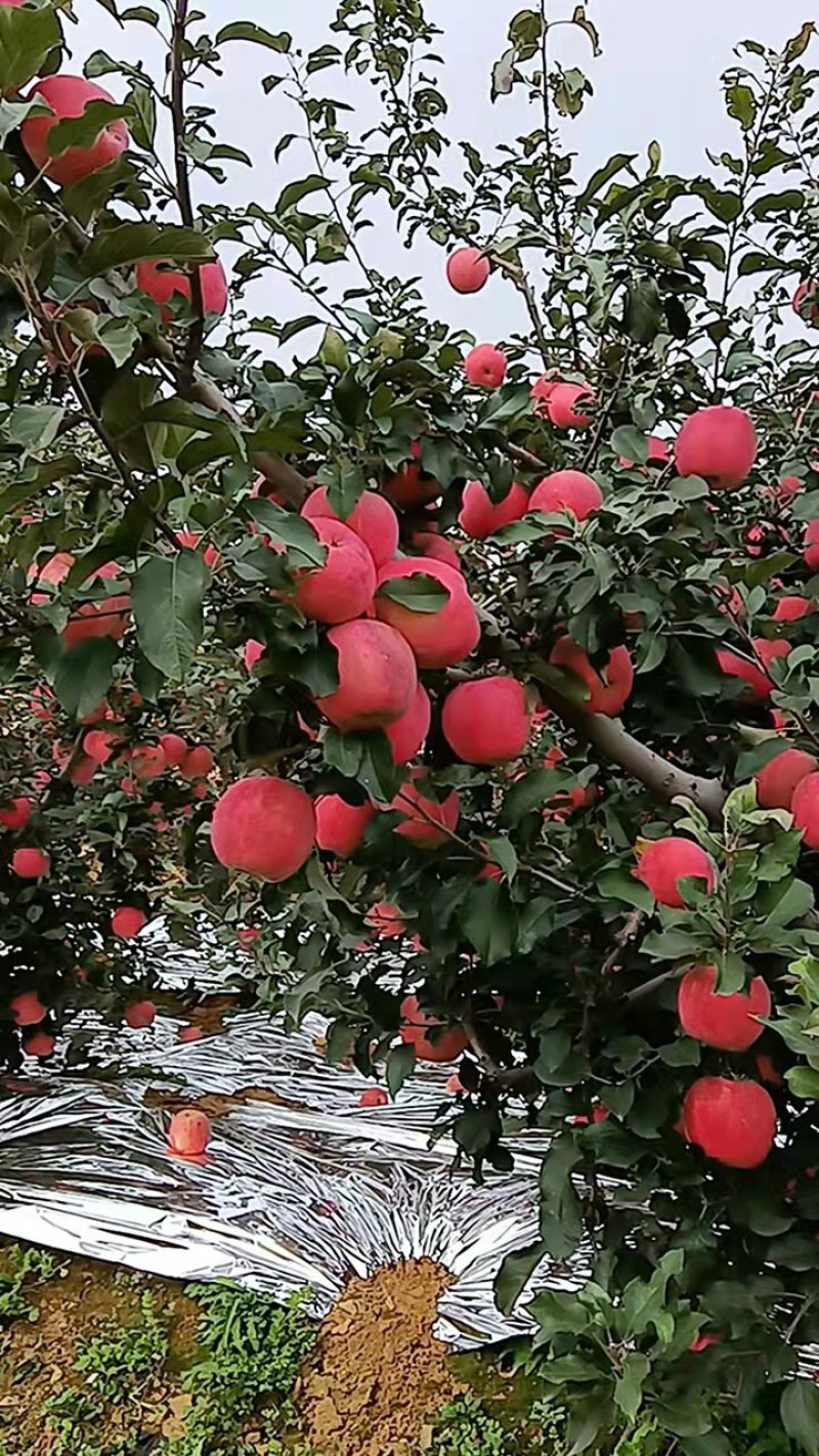 红富士苹果，甜脆可口。