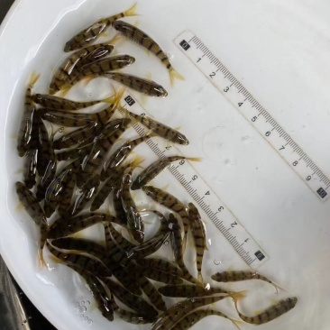 石斑鱼苗、花斑鱼苗/淡水鱼苗、口感好、市场价高、基地直供