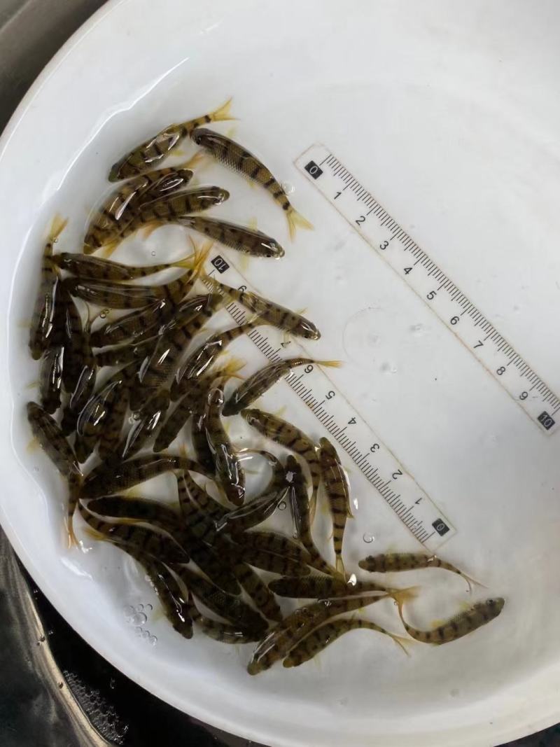 石斑鱼苗、花斑鱼苗/淡水鱼苗、口感好、市场价高、基地直供