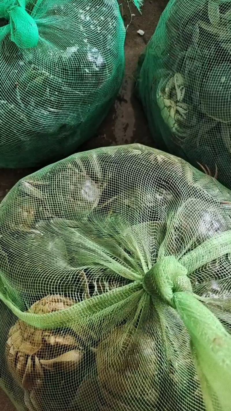 六月黄蟹精品老头蟹公母通货大量供应，现已大量上市