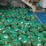六月黄蟹精品老头蟹公母通货大量供应，现已大量上市