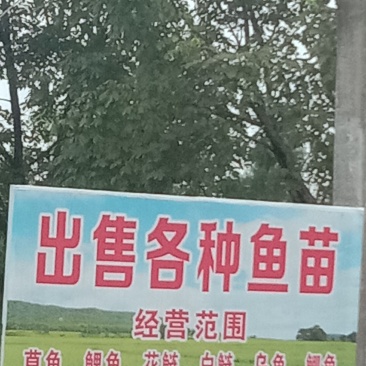 放鱼塘水库鱼苗和成品鱼，规格品种齐全！