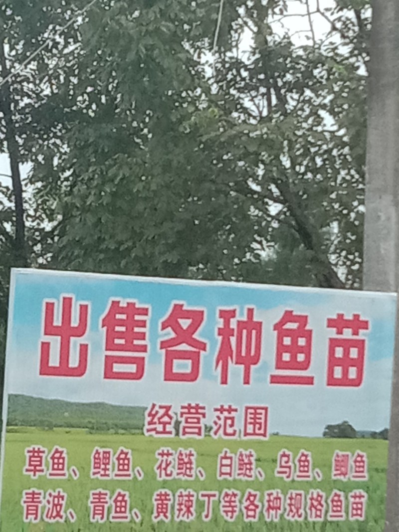 放鱼塘水库鱼苗和成品鱼，规格品种齐全！