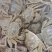 六月黄蟹精品老头蟹公母通货大量供应，现已大量上市