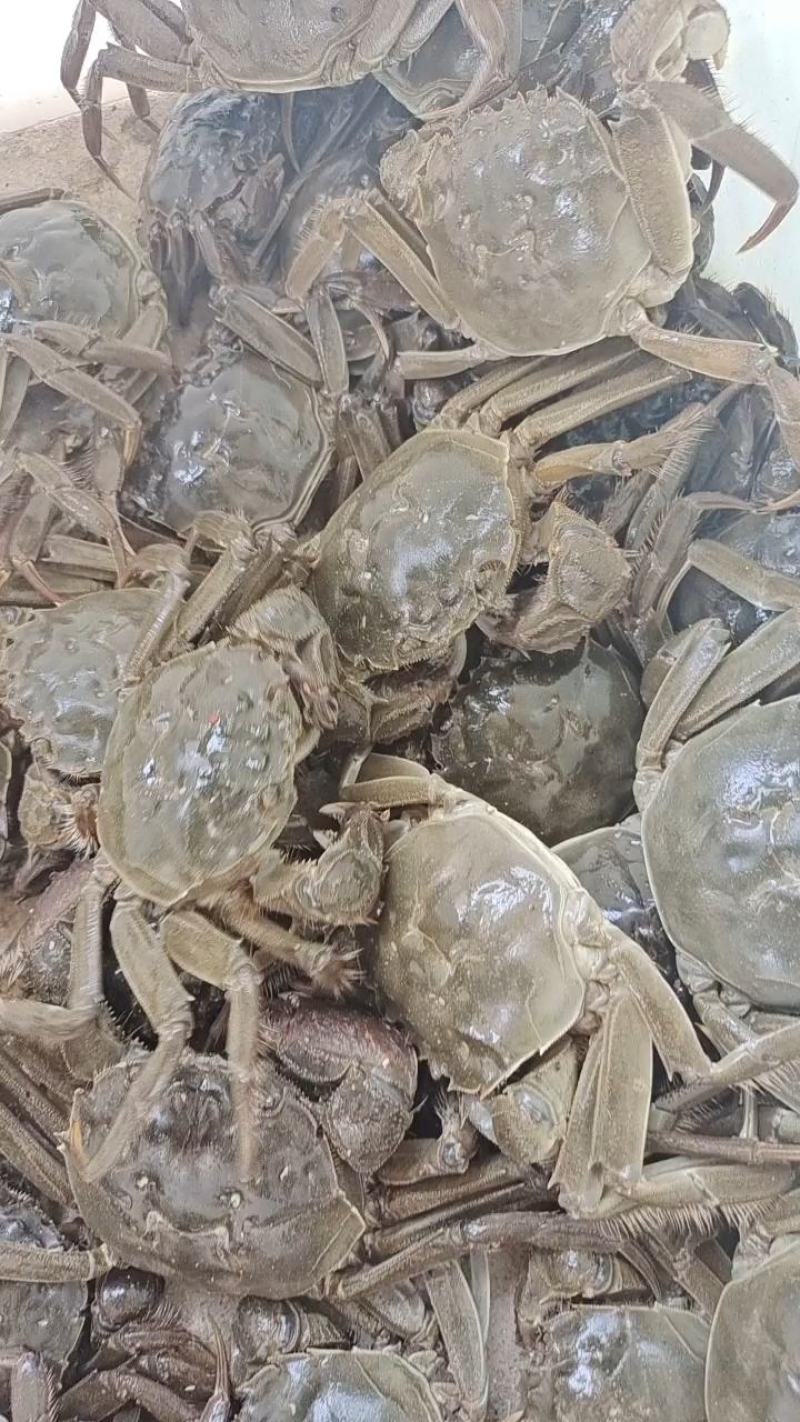 六月黄蟹精品老头蟹公母通货大量供应，现已大量上市