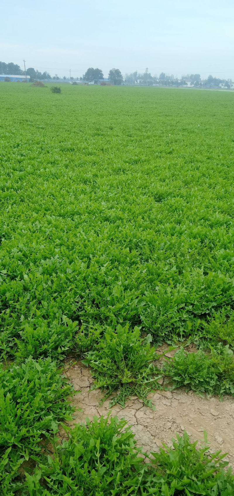 河南鹿邑野菜特菜蒲公英新鲜蒲公英产地直发货量充足