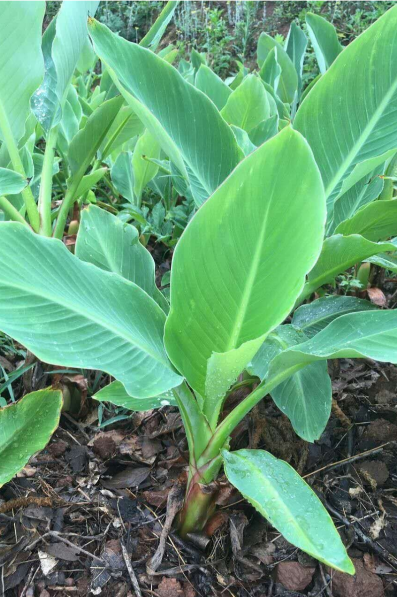 地涌金莲苗【巨型莲花，吉祥物地涌金莲，花开富贵】