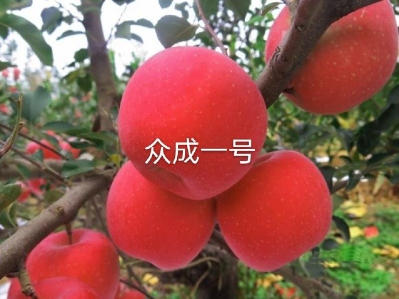苹果苗
