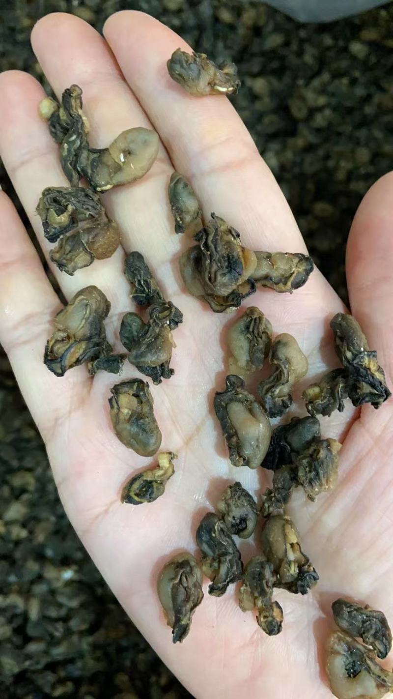 福建特产，特级海蛎干，小珠蛎，小小珠，干度好，不会腥