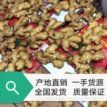 红芽姜供应商大黄姜小黄姜常年供应质量保证