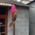 红玉兰，娇红一号，基地苗子，一手货