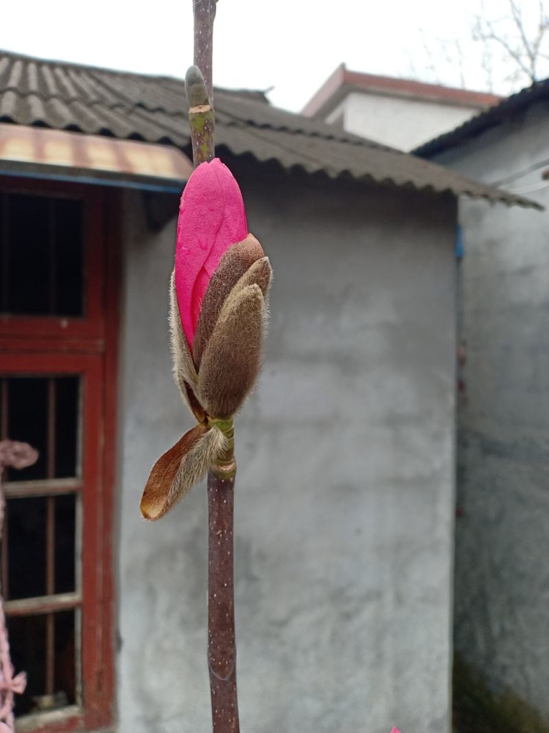 红玉兰，娇红一号，基地苗子，一手货