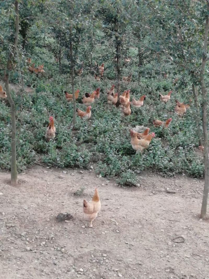 土鸡蛋，初生蛋