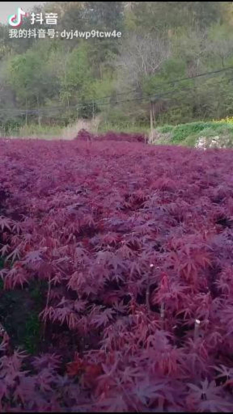 娇红一号玉兰，娇红玉兰，品种纯正，清地处理，价格优惠。
