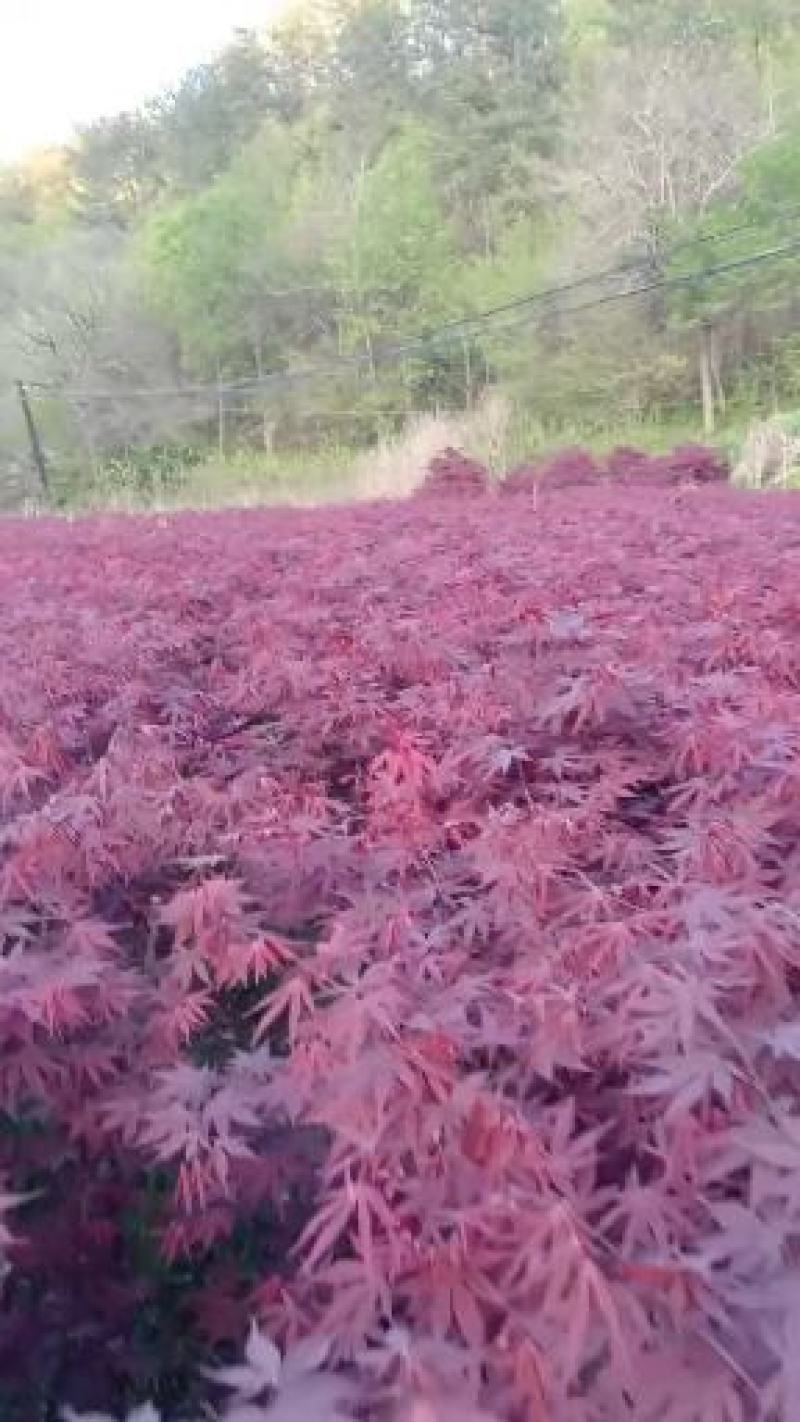 娇红一号玉兰，娇红玉兰，品种纯正，清地处理，价格优惠。