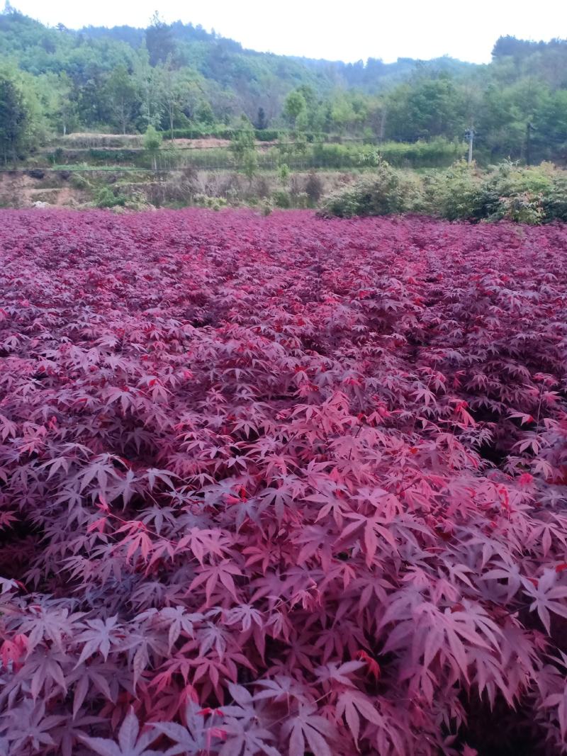 娇红一号玉兰，娇红玉兰，品种纯正，清地处理，价格优惠。