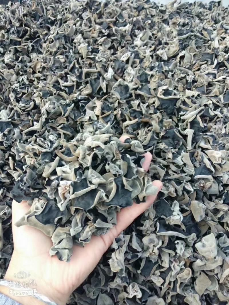柞水县黑木耳