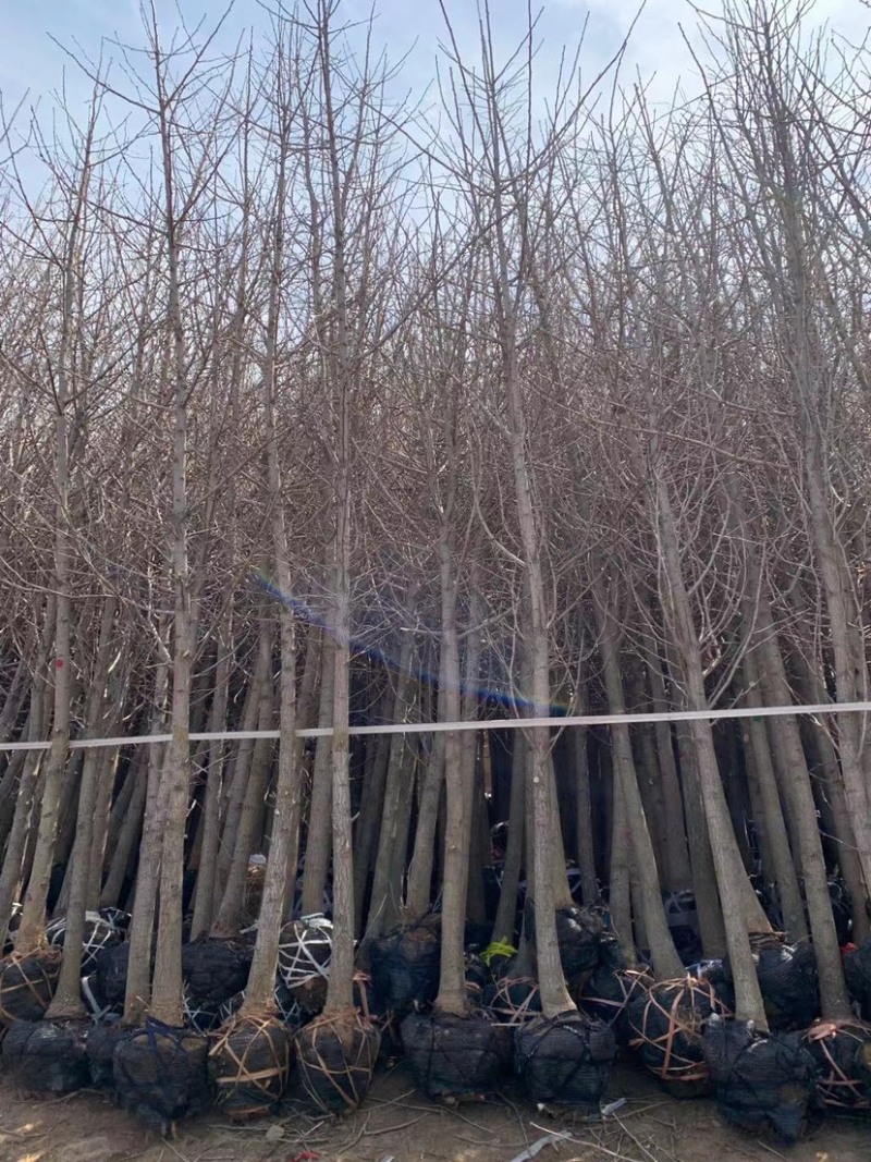 1—8公分银杏小苗，苗圃现挖现发，量大价优！