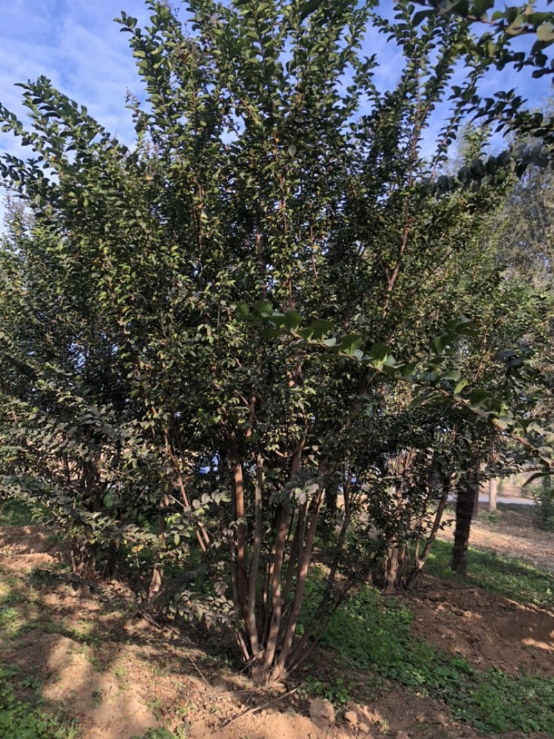 精品丛生玫瑰红紫薇，