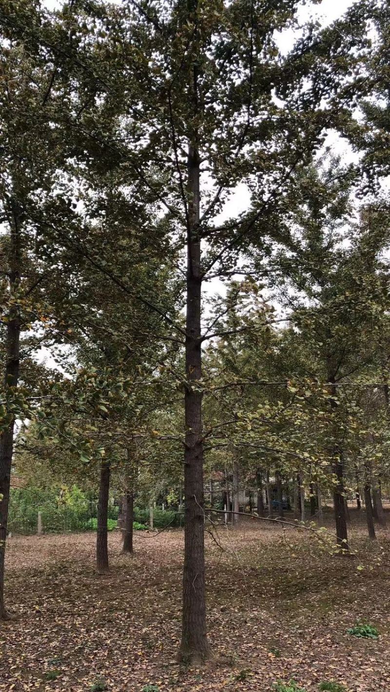 大量现货供应，各种规格的银杏树。