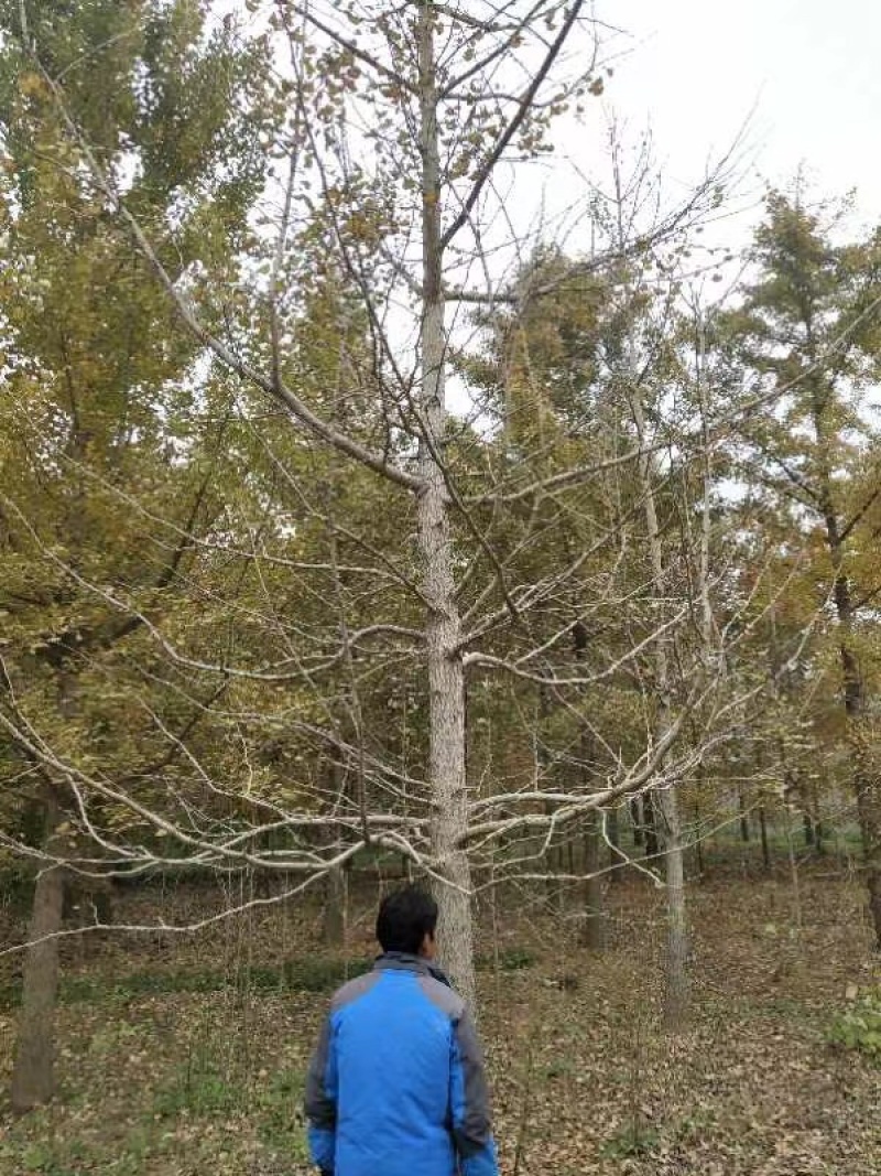大量现货供应，各种规格的银杏树。