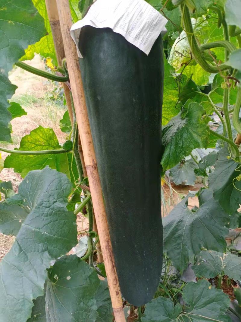 黑皮冬瓜