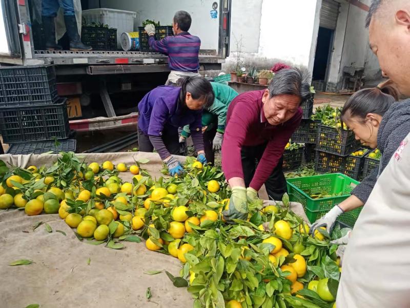 蜜橘供应湖北十堰