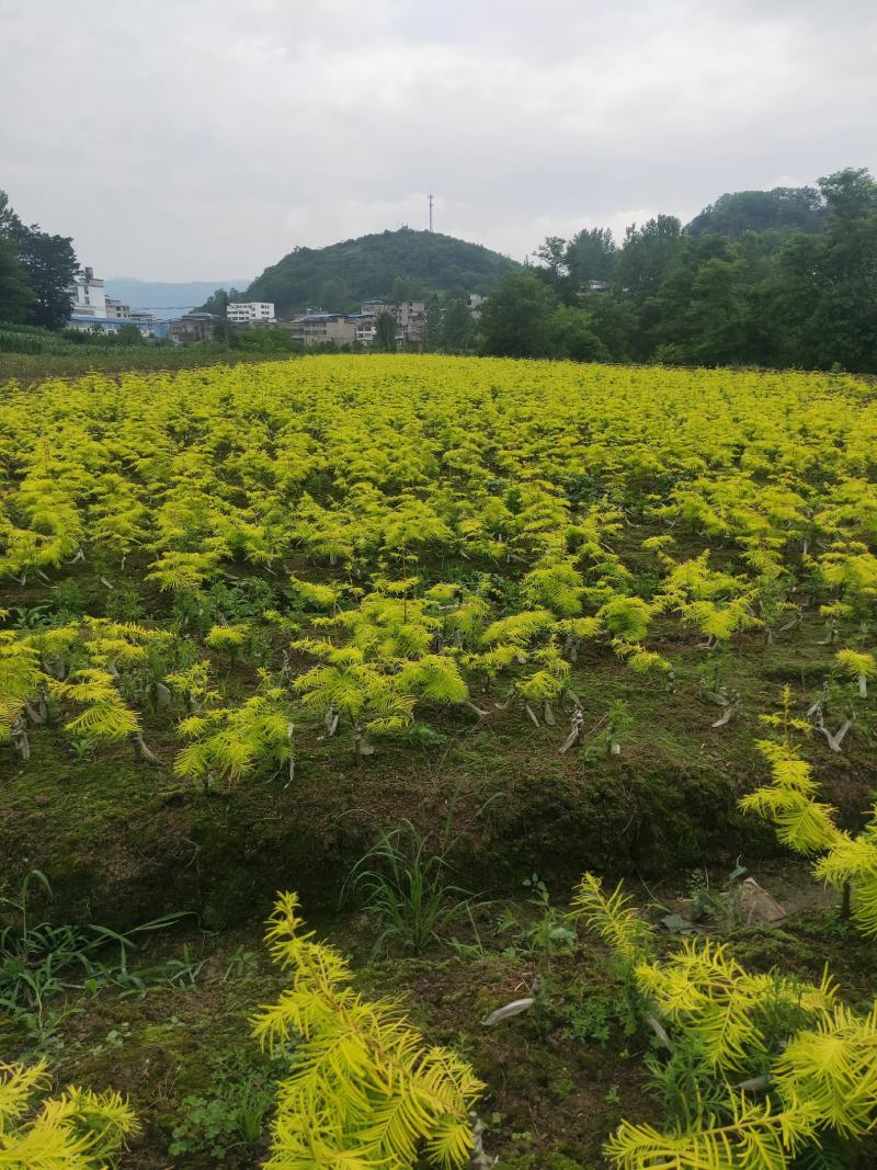 水杉水杉小苗高度20到1.5米量大质量好价格便宜