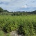 水杉水杉小苗高度20到1.5米量大质量好价格便宜