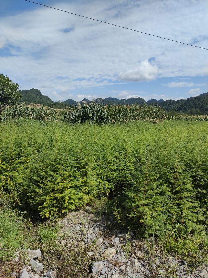 水杉水杉小苗高度20到1.5米量大质量好价格便宜