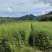 水杉水杉小苗高度20到1.5米量大质量好价格便宜