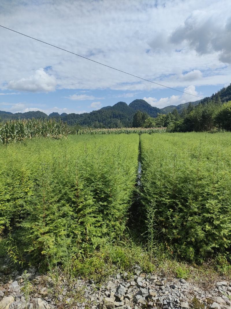 水杉水杉小苗高度20到1.5米量大质量好价格便宜